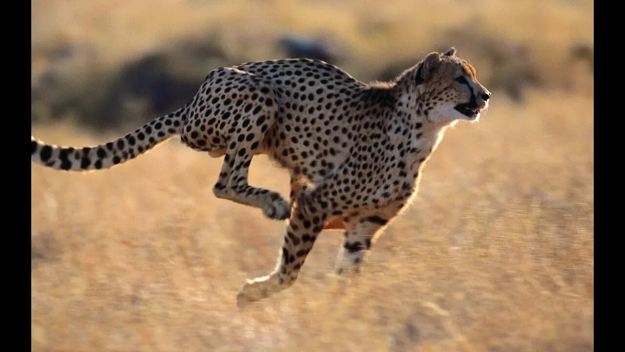 Сколько скорость гепарда. Скорость гепарда км/ч. Средняя скорость гепарда. Самое быстрое животное. Самое быстрое млекопитающее животное.