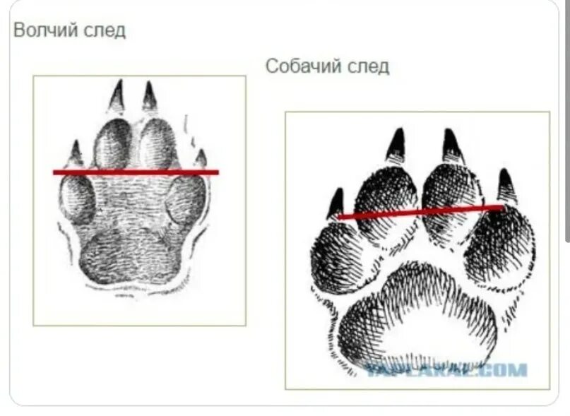 Как отличить следы. Как отличить след волка от собаки. Отличие следа волка от собаки. Отличие следа волка от следа собаки. Чледв олка и собаки отличия.