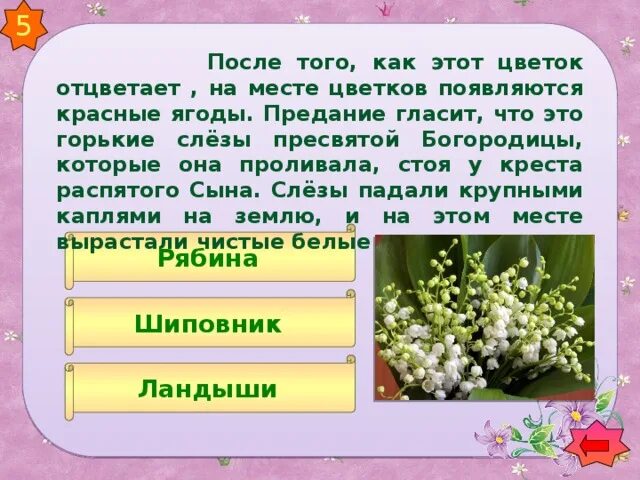 Ландыши шиповник. Шиповник лекарственное растение. Навстречу миру книга. Стебель шиповника. Цветы ландыши шиповник.