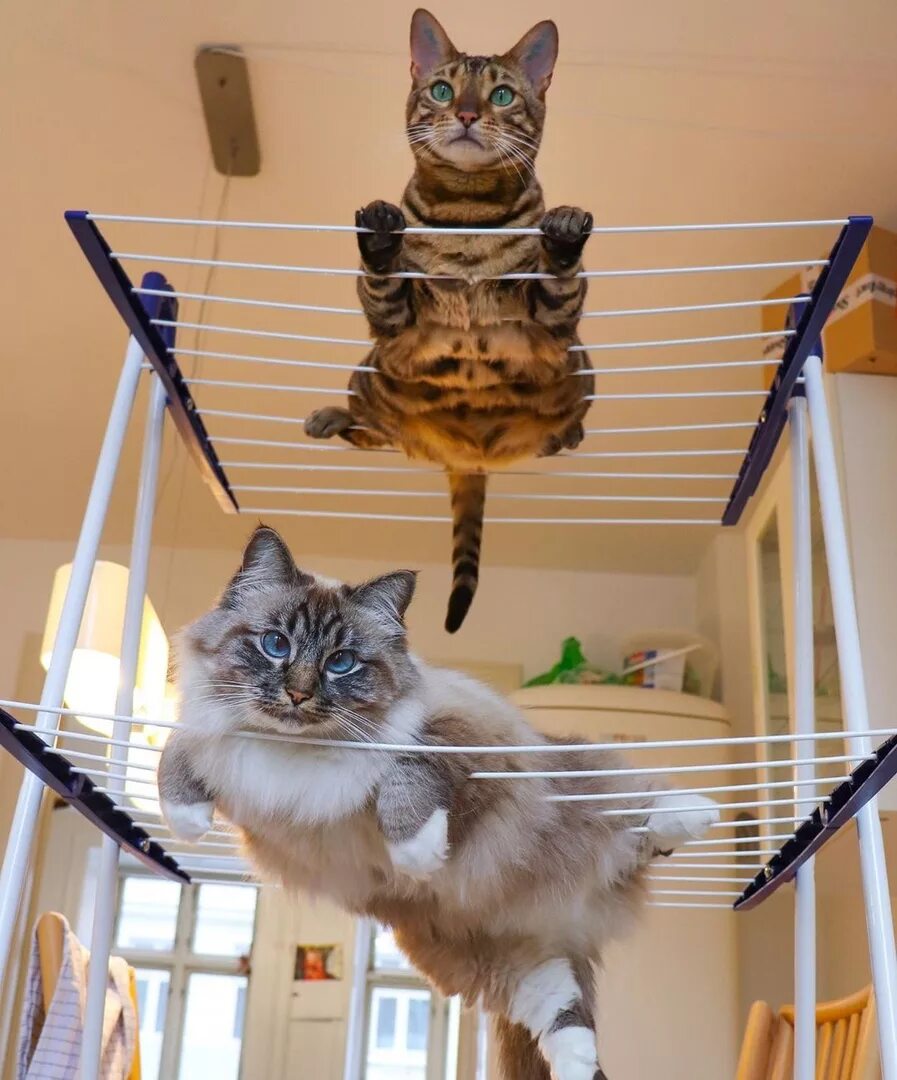 Прикольные про котиков. Приколы с котами. Приколы с котами. Прикольные про котиков. Смешной кот.