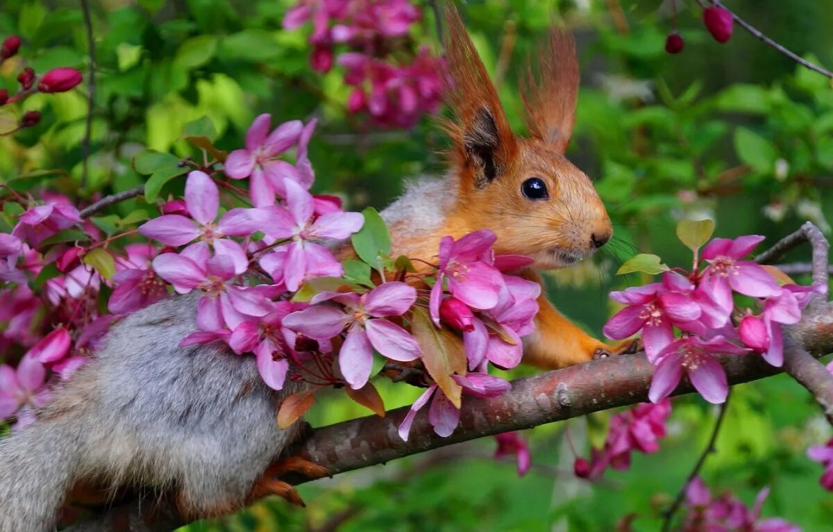 Природа и животные. Весенний пейзаж с животными. Красота природы животные. Животные весной. Животные и растительный мир весной