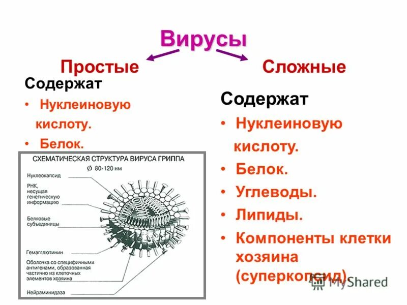 Вирусы урок биологии