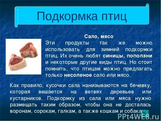 Можно ли птицам сало