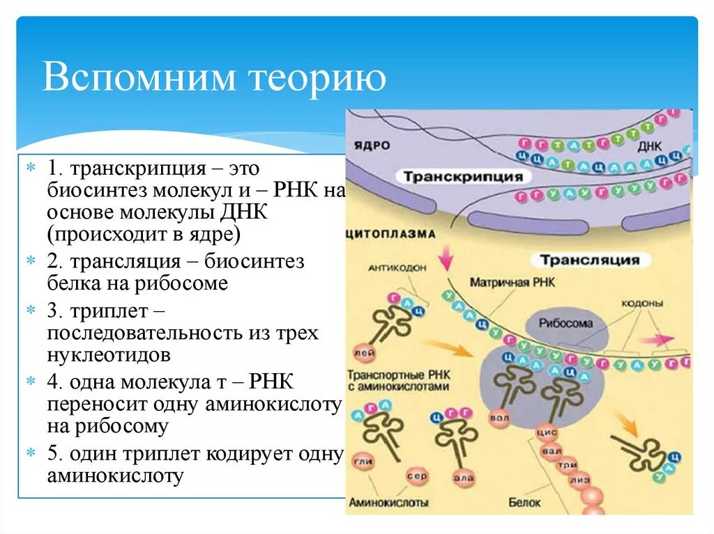 Синтезе белков принимают участие. Биосинтез белка биология 9 класс транскрипция. Транскрипция и трансляция Биосинтез белка. Транскрипция — первый этап биосинтеза белка.