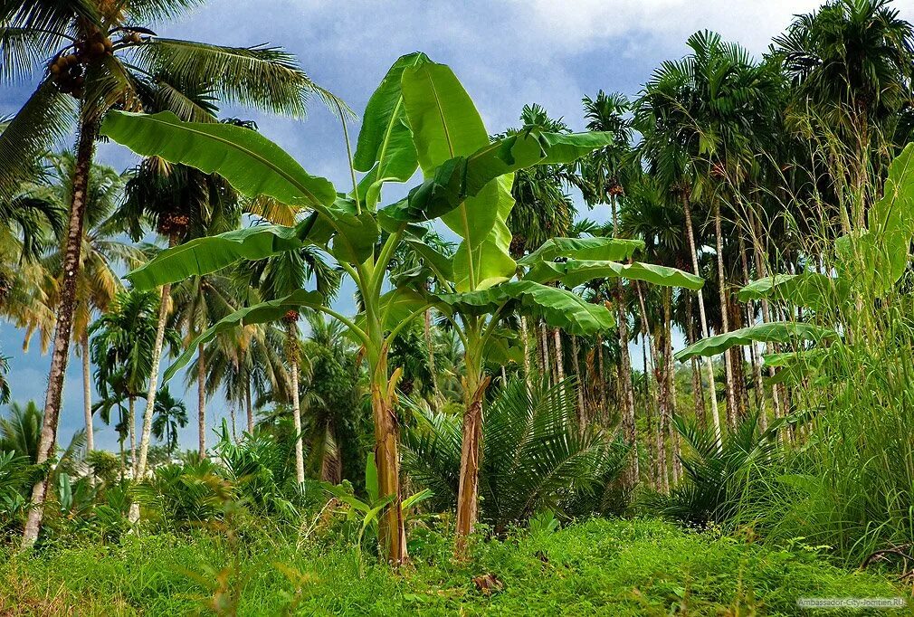 Пальма где растет природная зона. Тайланд банановые пальмы. Банановое дерево тропических лесов. Банановое дерево в Южной Америке. Бананы экваториальных лесов Африки.