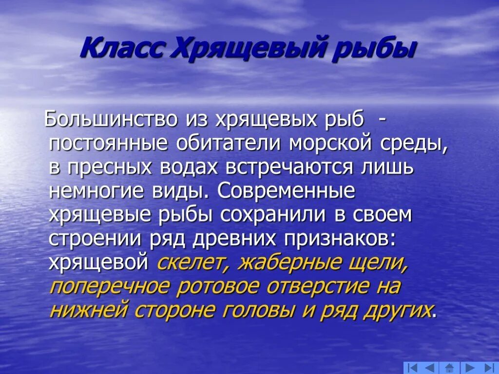 Доклад про классы рыб. Класс хрящевые рыбы. Класс хрящевые рыбы кратко. Общая характеристика хрящевых рыб 7 класс биология. Общая характеристика хрящевых.