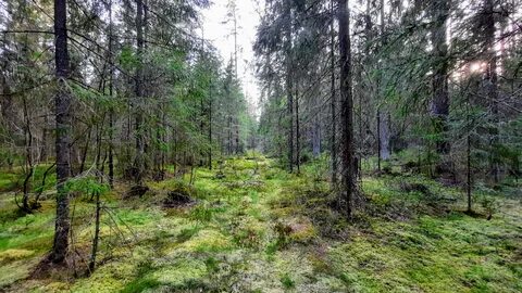 Лес расположенный вблизи большого