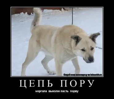 Моргала выколю пасть