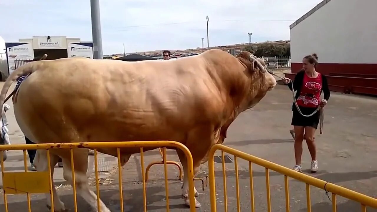 Видео самой большой. Толстые быки. Самый жирный бык в мире. Самый страшный бык в мире.