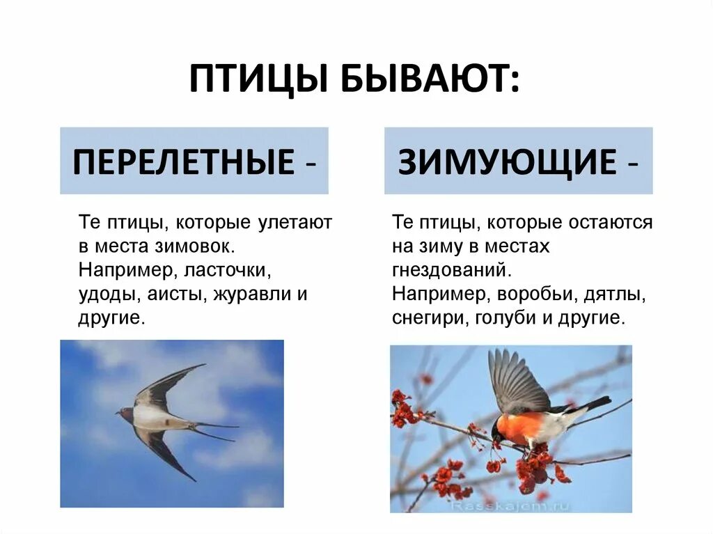 заполните таблицу 1.экологические группы птиц 2. место обитания 3.виды 4. характ