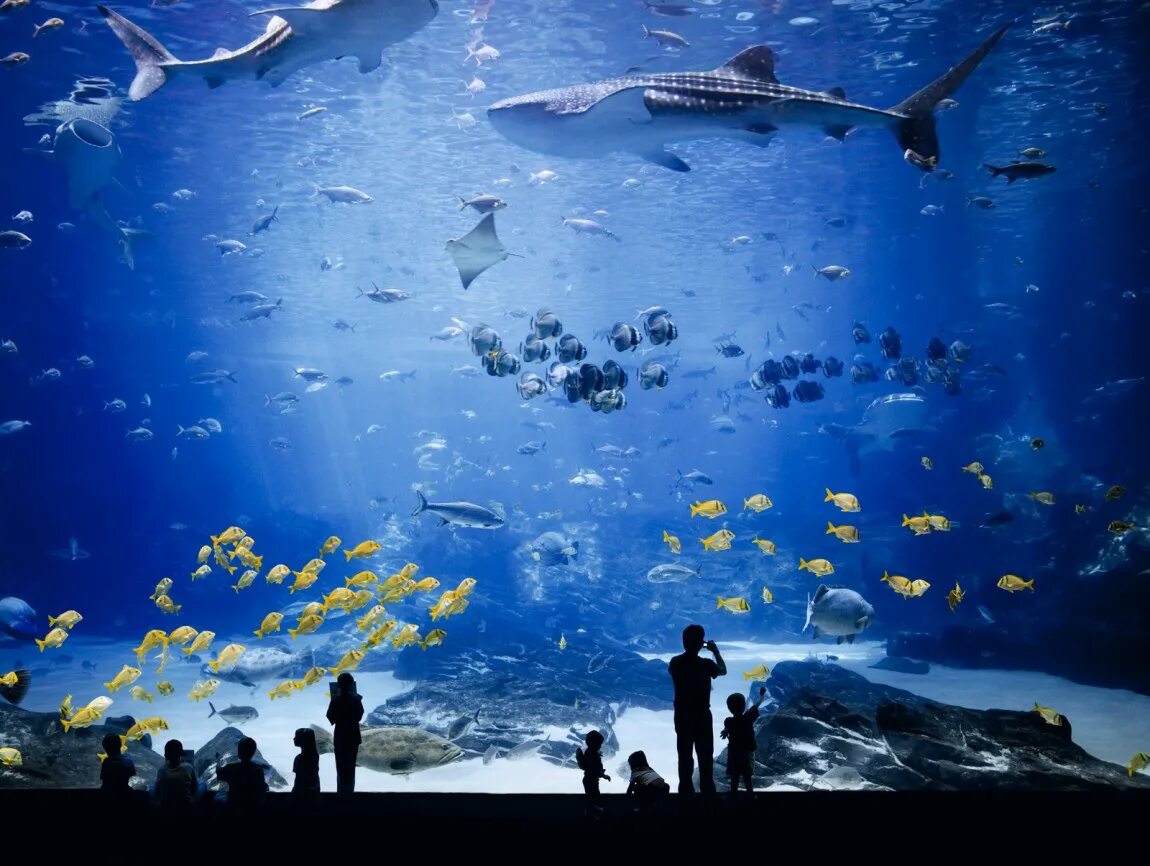 Океанариум Georgia Aquarium. Аквариум Джорджии Атланта. Огромный аквариум. Самый большой аквариум в мире.