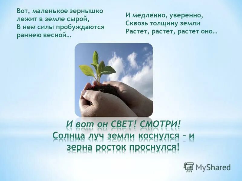 Стихи зернышко. Посадили весной в теплую землю крохотное зернышко. цветок растет из земли. достаточно крохотного зернышка веры.