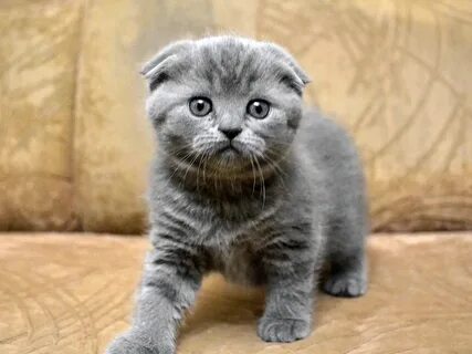 Шотландский вислоухий кот котята