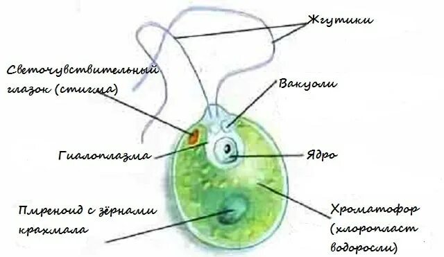 Строение клетки хламидомонады. Одноклеточная водоросль хламидомонада. Строение водоросли хламидомонады. Нарисовать строение одноклеточной водоросли хламидомонады.