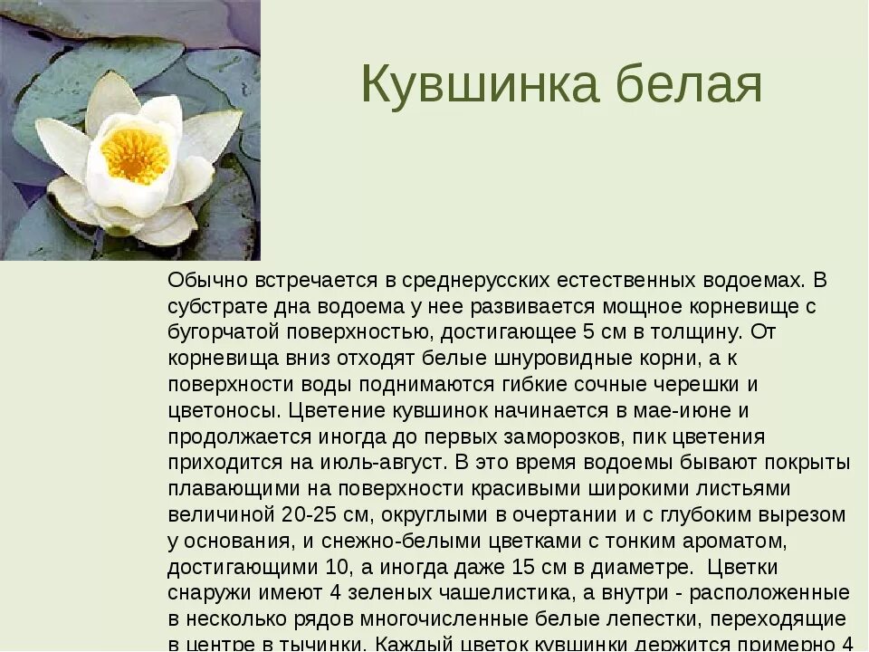 К какой группе относится кувшинка. Кувшинка белая краткое описание. кувшинка белая краткое описание для детей 2 класса. кувшинка красная книга краткое описание. кувшинка белая описание 2 класс краткое.