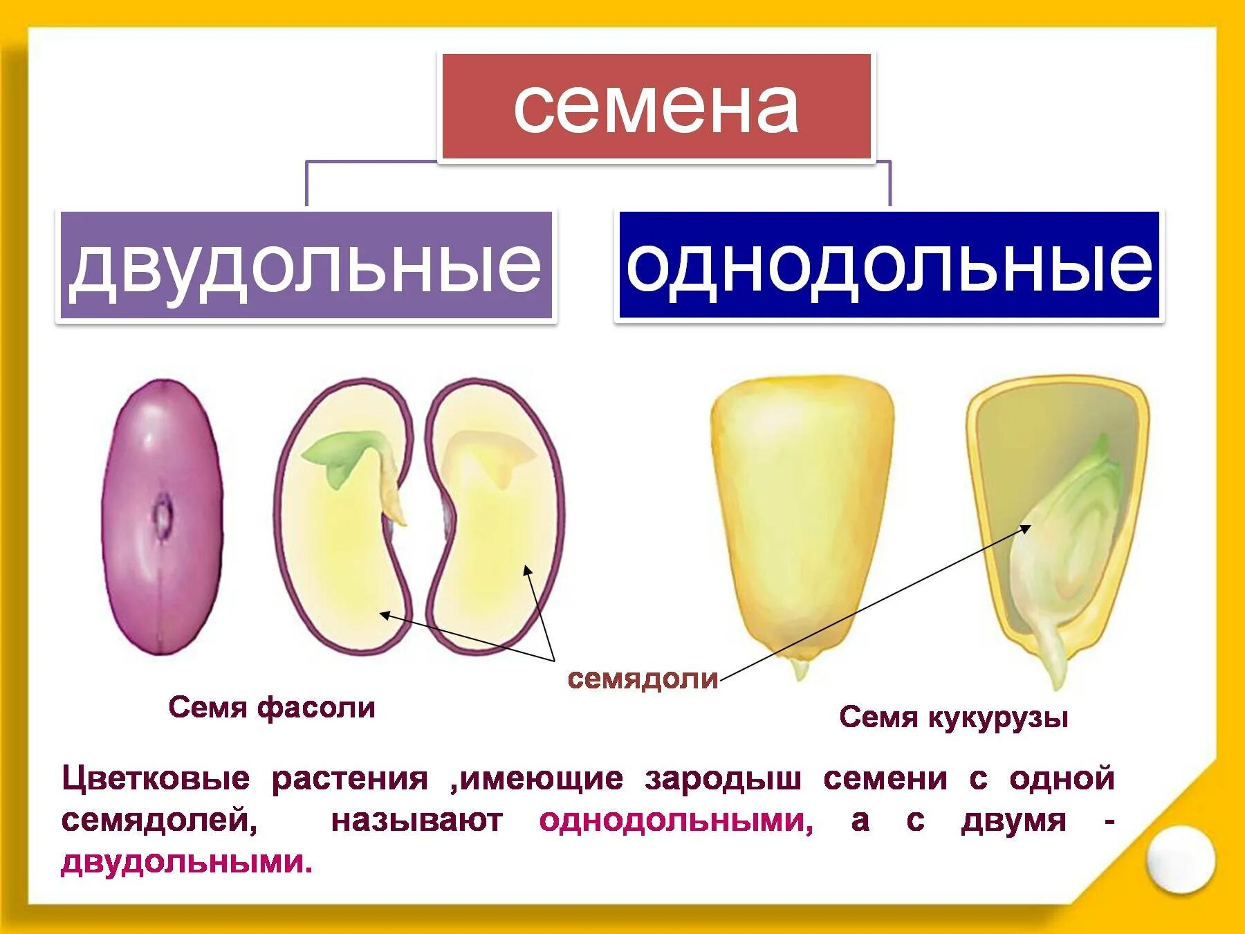 Какое строение имеют семена двудольных растений. Строение однодольных и двудольных растений. Строение семени однодольных и двудольных. Строение семян двудольных и однодольных растений. 6 Кл.. Строение семян однодольных и двудольных растений 6.