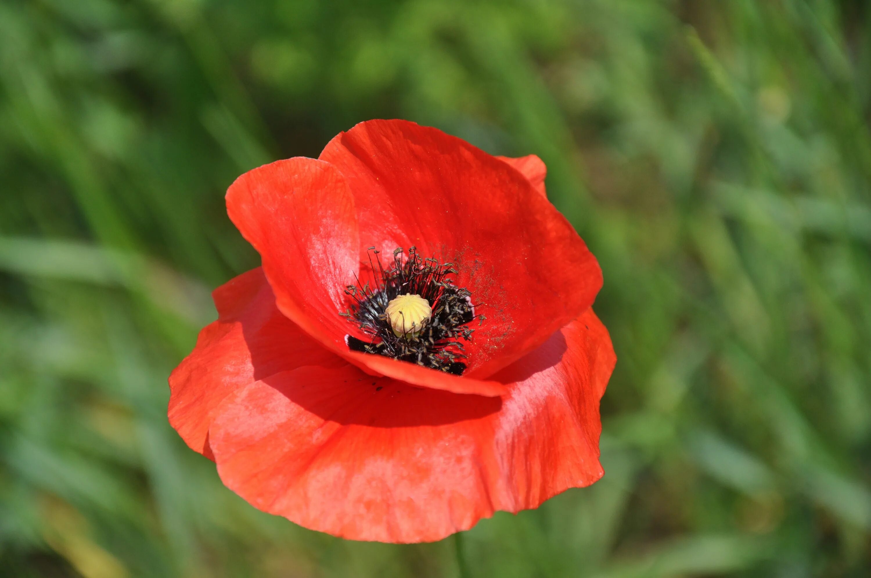 Хаки маки. Мак Papaver Cardinal. Мак (Papaver oreophilum. Красный Мак полевой. Мак красный дикий.