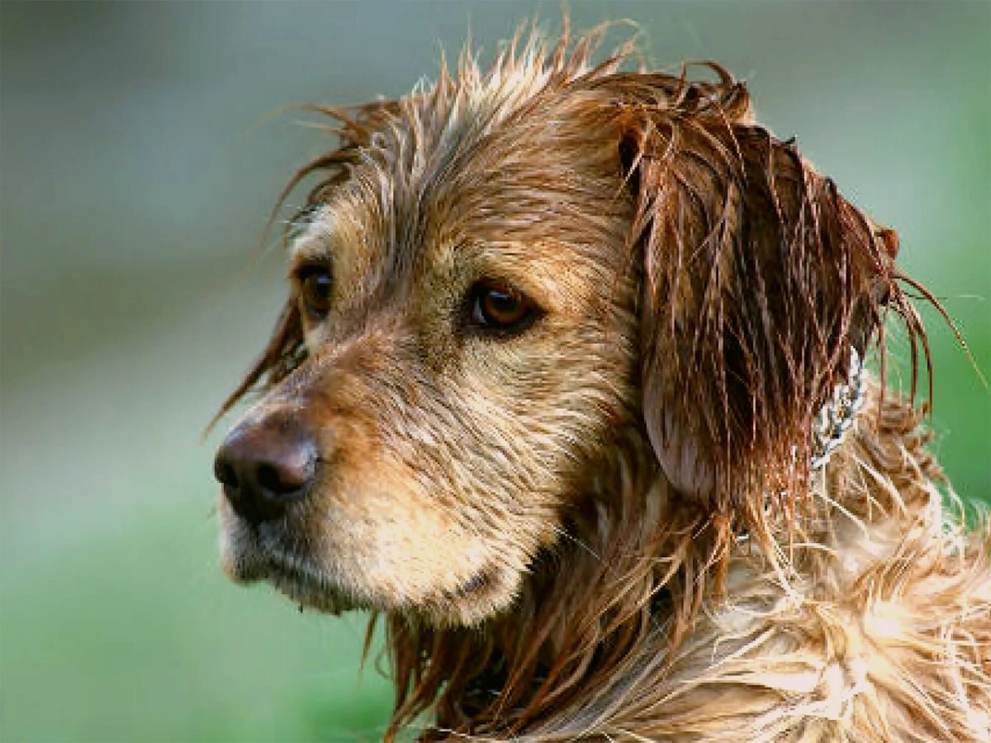 Почему щенок пахнет. Мокрая собака. Мокрый щенок. Мокравя Чубака. Собака с натуральными волосами порода.