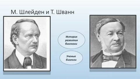 М шлейден и т шванн создавшие