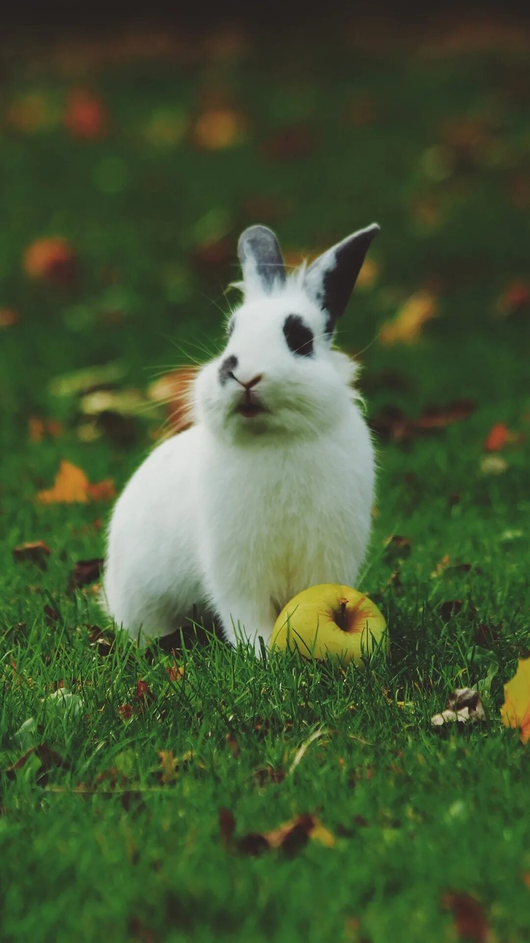 Можно кролику яблоко. Белый кролик. Кролик на травке. Белый кролик в траве. Белый заяц на траве.