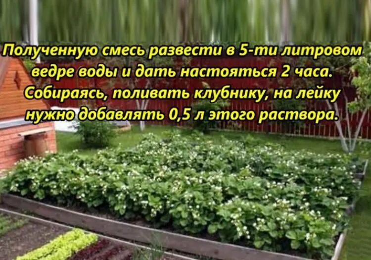 Удобрение для клубники при цветении. Подкормка клубники дрожжами. дрожжевая подкормка для клубники. подкормка клубники дрожжами весной. подкормка клубники весной для большого урожая.