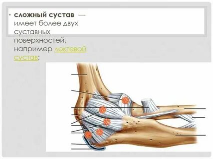 Сложный сустав