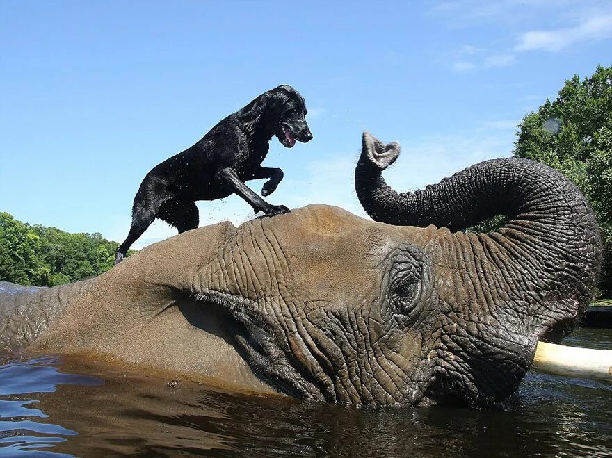 Elephant friends. Невероятные животные. Необычная Дружба животных. Большие животные. Удивительный слон.