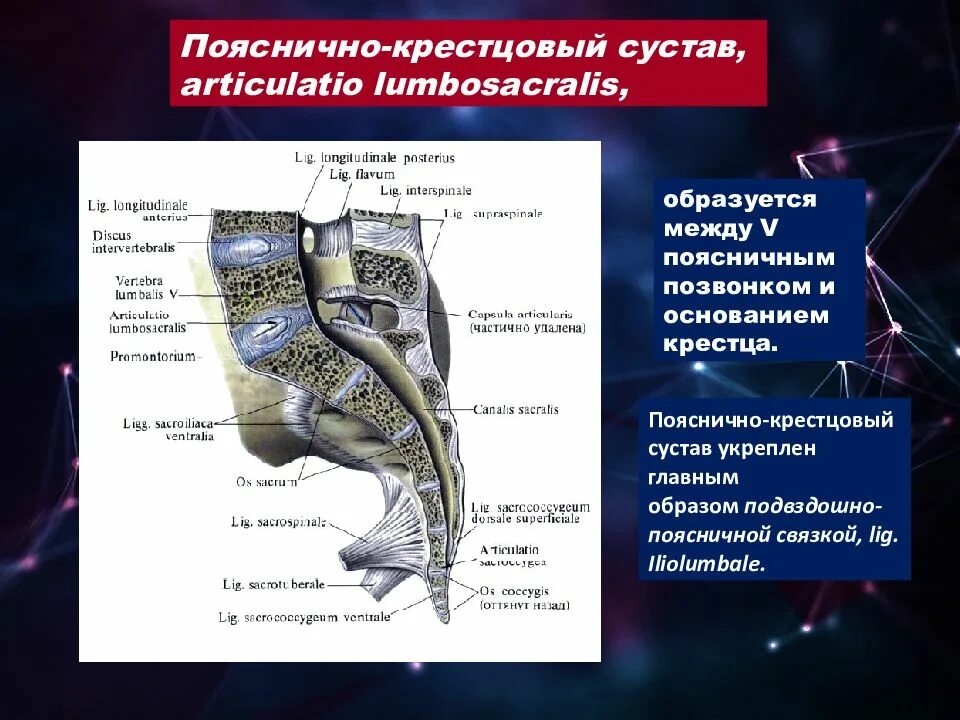 Пояснично крестцовый сустав