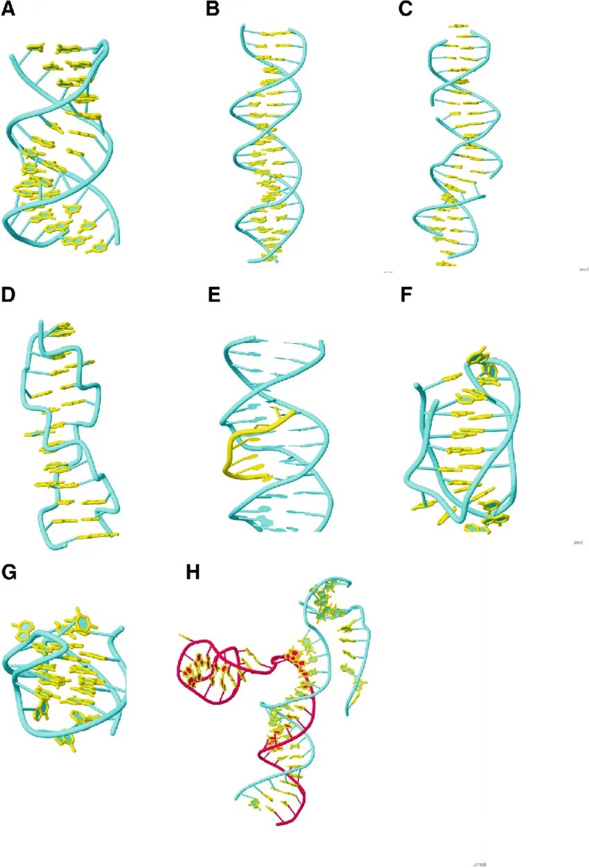 Форма днк бактерий. DNA Triple Helix. DNA form. Релаксированная форма ДНК. Четырехспиральная форма ДНК.