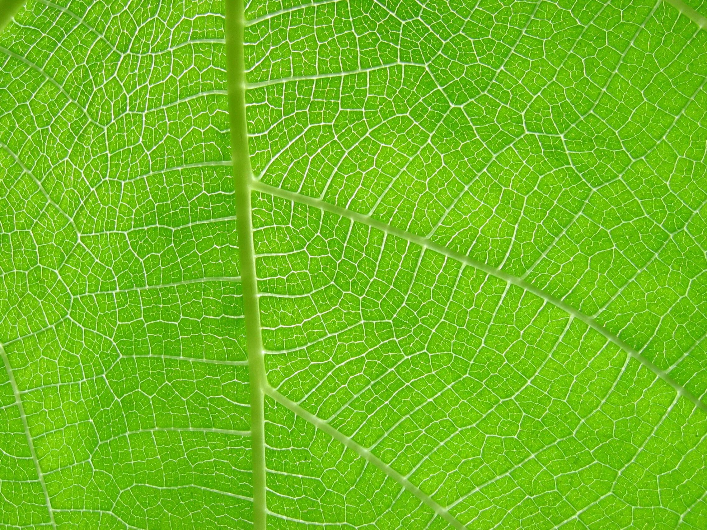 Текстура листа. Текстура листа растения. Текстура листьев. Текстура листвы.