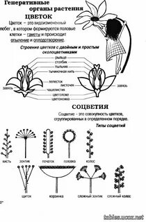 Биология картинки схемы