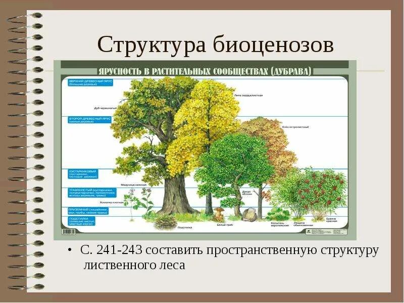 Ярусность является примером таких межвидовых