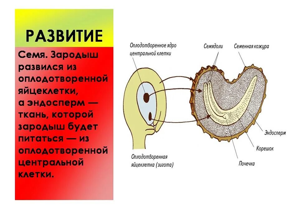 Из каких исходных клеток образуется семенная кожура
