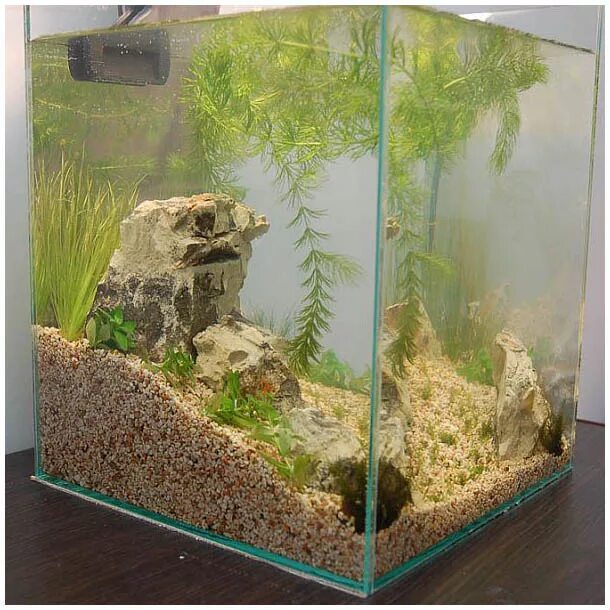 Красивый аквариум без грунта. Посадить в аквариум как можно больше животных. Рыбки для аквариума. Циперус хелфера. Опытный аквариумист.