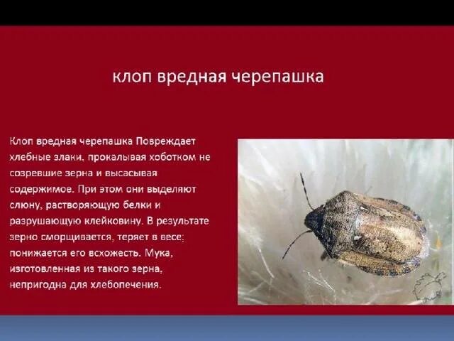 Тип развития вредной черепашки. Клоп вредная черепашка личинка. Тип развития вредной черепашки. Клоп вредная черепашка отряд насекомых. Клоп вредная черепашка цикл развития.