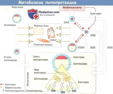 Нарушение обмена липопротеидов
