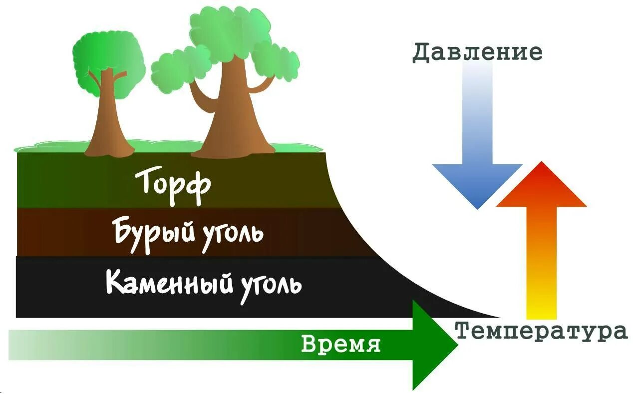 Схема образования каменного угля. Происхождение каменного угля в природе. Процесс образования каменного угля. Стадии образования каменного угля. Образование залежей каменного угля