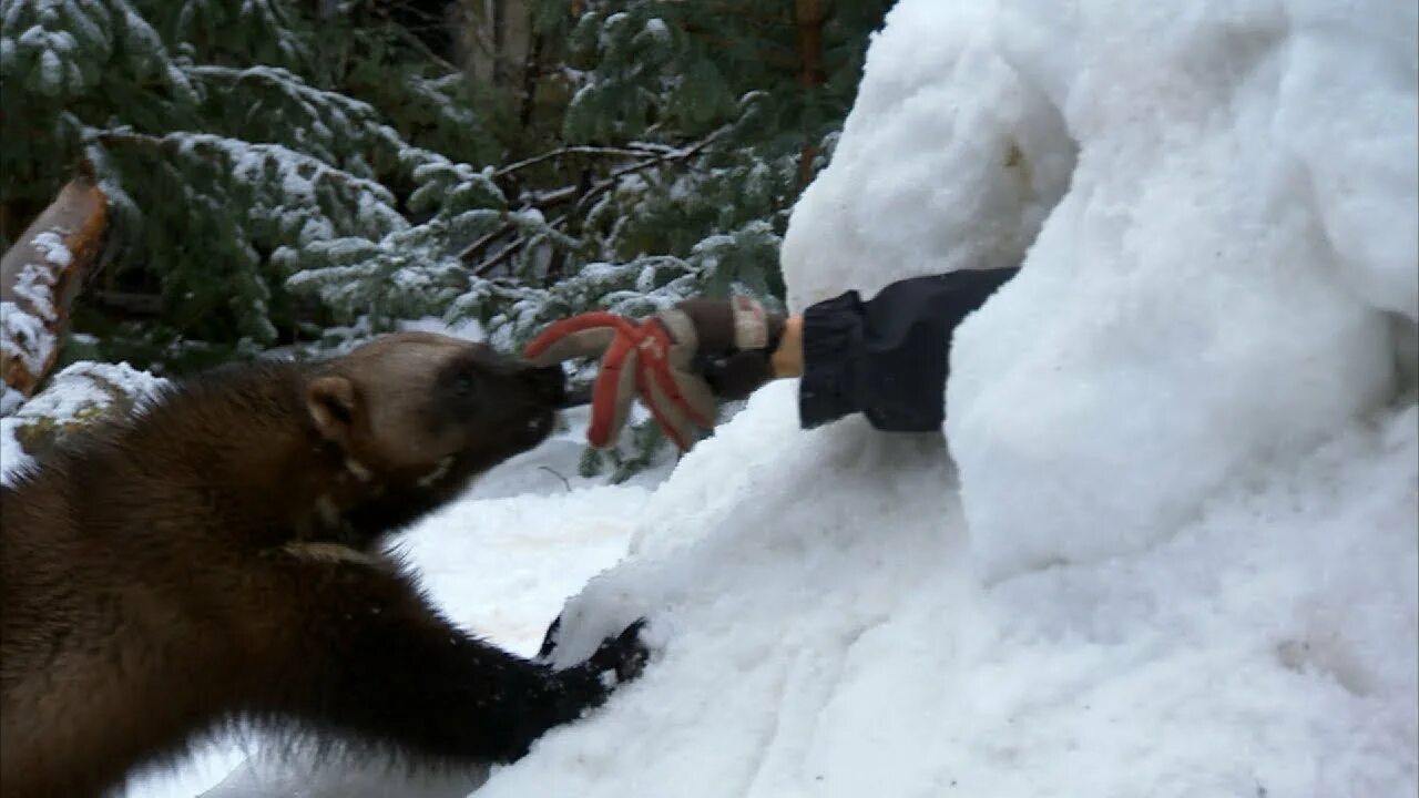 Росомаха нападет ли на людей. Росомаха против волков. Лесная росомаха. Нападение росомахи на человека. Росомаха нападает на человека.