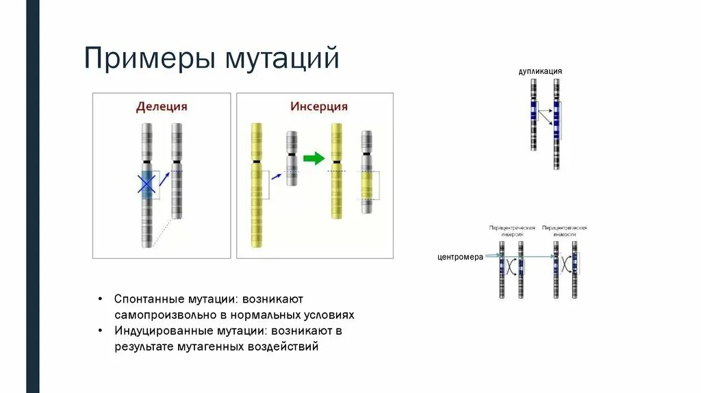 Хромосомные мутации дупликация. Хромосомные мутации делеция. Дупликация пример мутации. Схема взаимного расположения генов в хромосоме составляющих одну. Удвоение генов в хромосоме