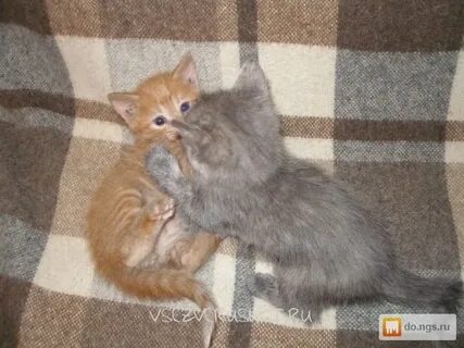 Какие котята родятся у рыжей кошки
