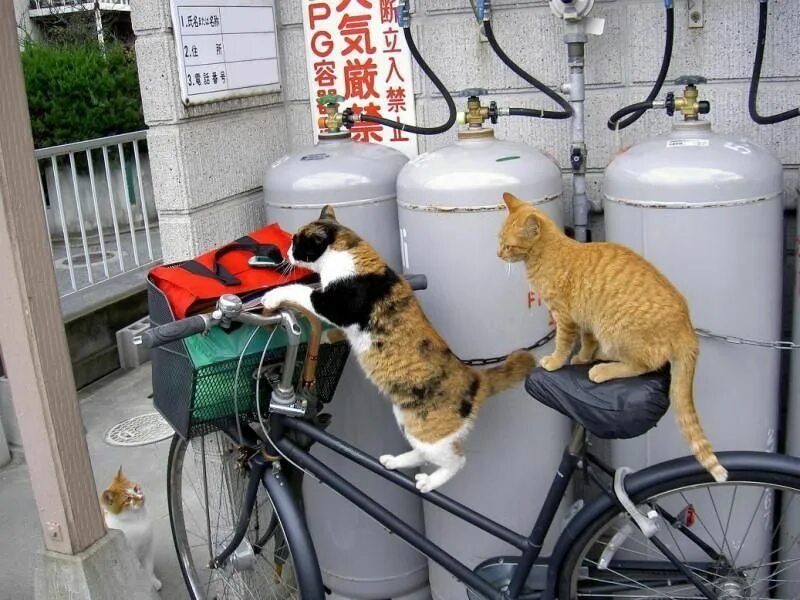 Cat bike. Кошачий велосипед. Котик на велосипеде. Два кота на велосипеде. Кошки в смешных ситуациях.