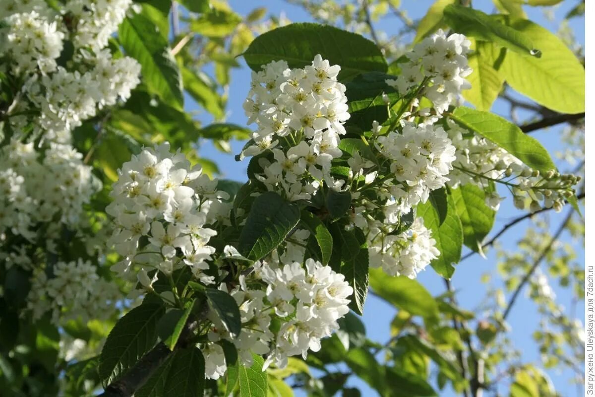 Черемуха (Padus avium). Черемуха обыкновенная (Prunus Padus). Черемуха обыкновенная Prúnus pádus. Черемуха обыкновенная 'albertii'. Черемуха латынь