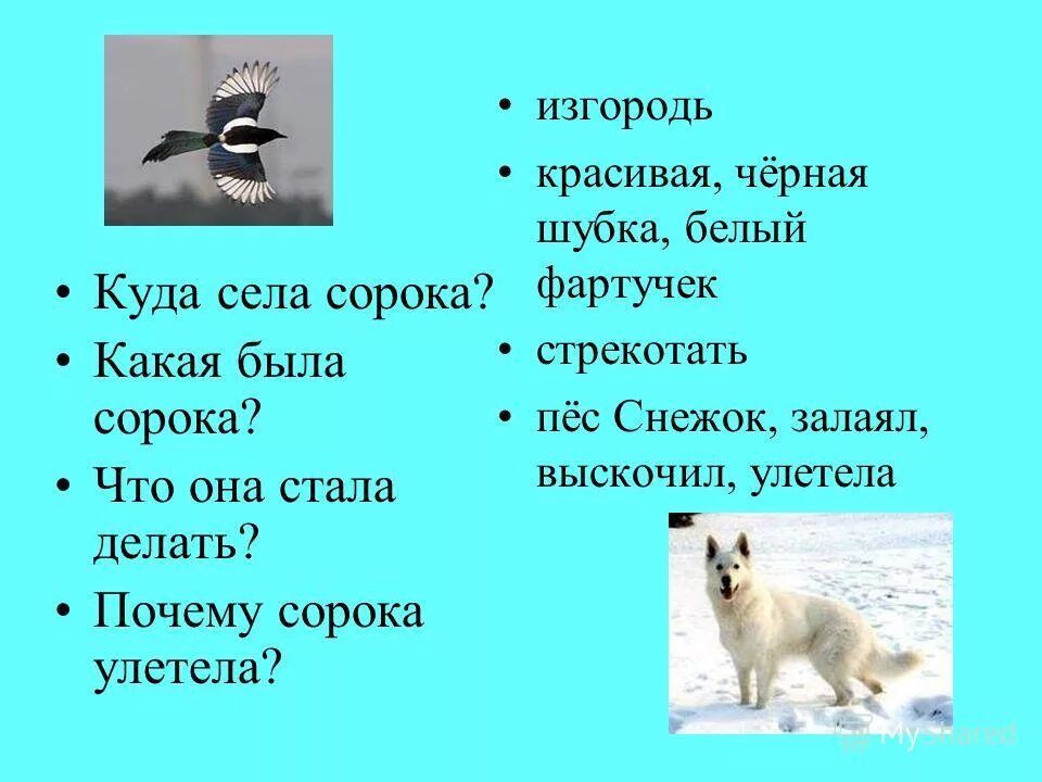 длиннохвостая сорока. пернатые непоседы. сорока какая. сорока какая прилагательные. сорока какая прилагательные.