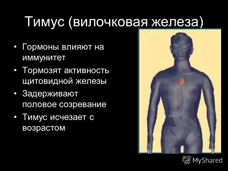 тимус вилочковая железа. вилочковая железа в организме. вилочковая железа влияние. тимус железа гормоны. вилочковая железа расположение строение функции.