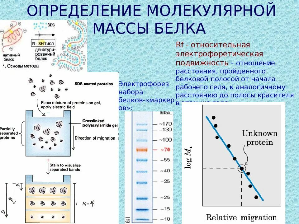 Масса молекул определение. Методы определения молекулярного веса белка. Определение молекулярной массы белка. Электрофорез белков принцип метода. Молекулярная масса белков определение.