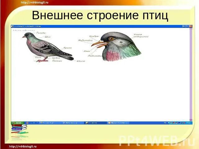 Внешнее строение птиц. Внутреннее строение птиц. Лабораторная работа внешнее строение птиц. Внешнее строение птицы биология 7 класс. Тест по биологии 7 класс строение птиц