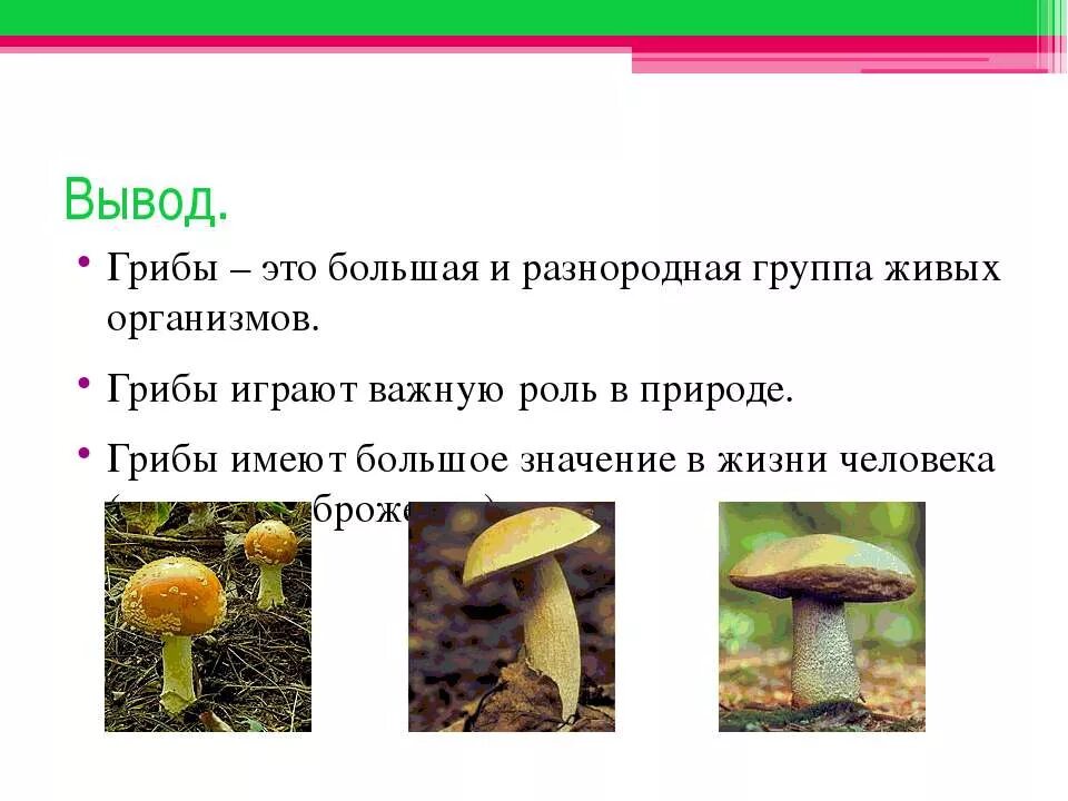 Вывод про грибы. Грибы значение в природе. Роль грибов в природе и жизни человека. Грибы в жизни человека.