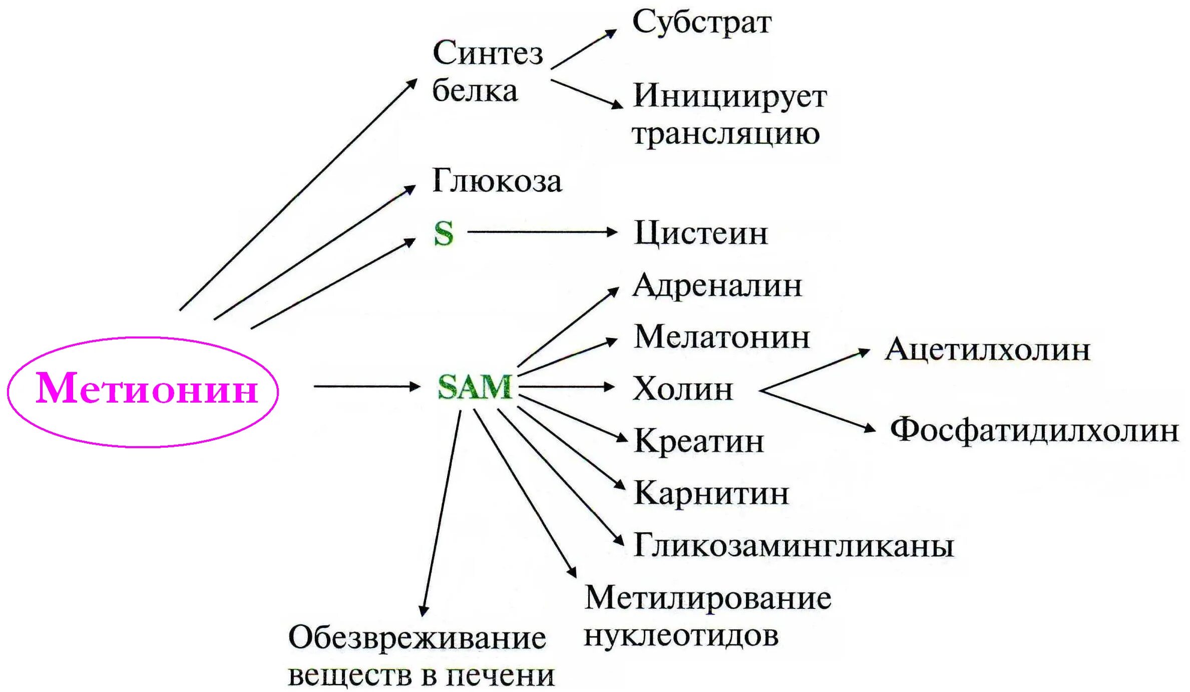 Схема пути обмена метионина. Метионин биологическая роль. Схема обмена метионина биохимия. Биологические функции метионина. Структура активного метионина