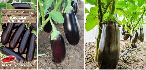 Сорт баклажан алешка. Баклажан андрюша f1. Баклажан сибирский принц. Баклажан алешка премиум сидс. Баклажан барон гавриш.