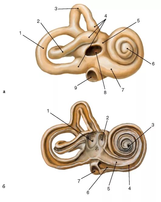 Три канала улитки. Костный Лабиринт внутреннего уха. Анатомия Лабиринта внутреннего уха. Анатомия улитки внутреннего уха. Строение костного Лабиринта внутреннего уха.
